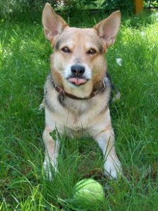 tips for crate training a puppy