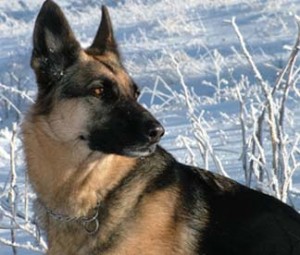 German Shepherd in the snow