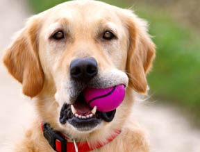 Golden retriever with pink tennis ball in mouth