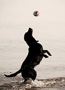 how to train a chocolate lab puppy