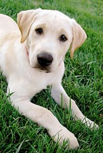Labrador puppy laying on lawn