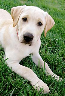 how to train a lab puppy
